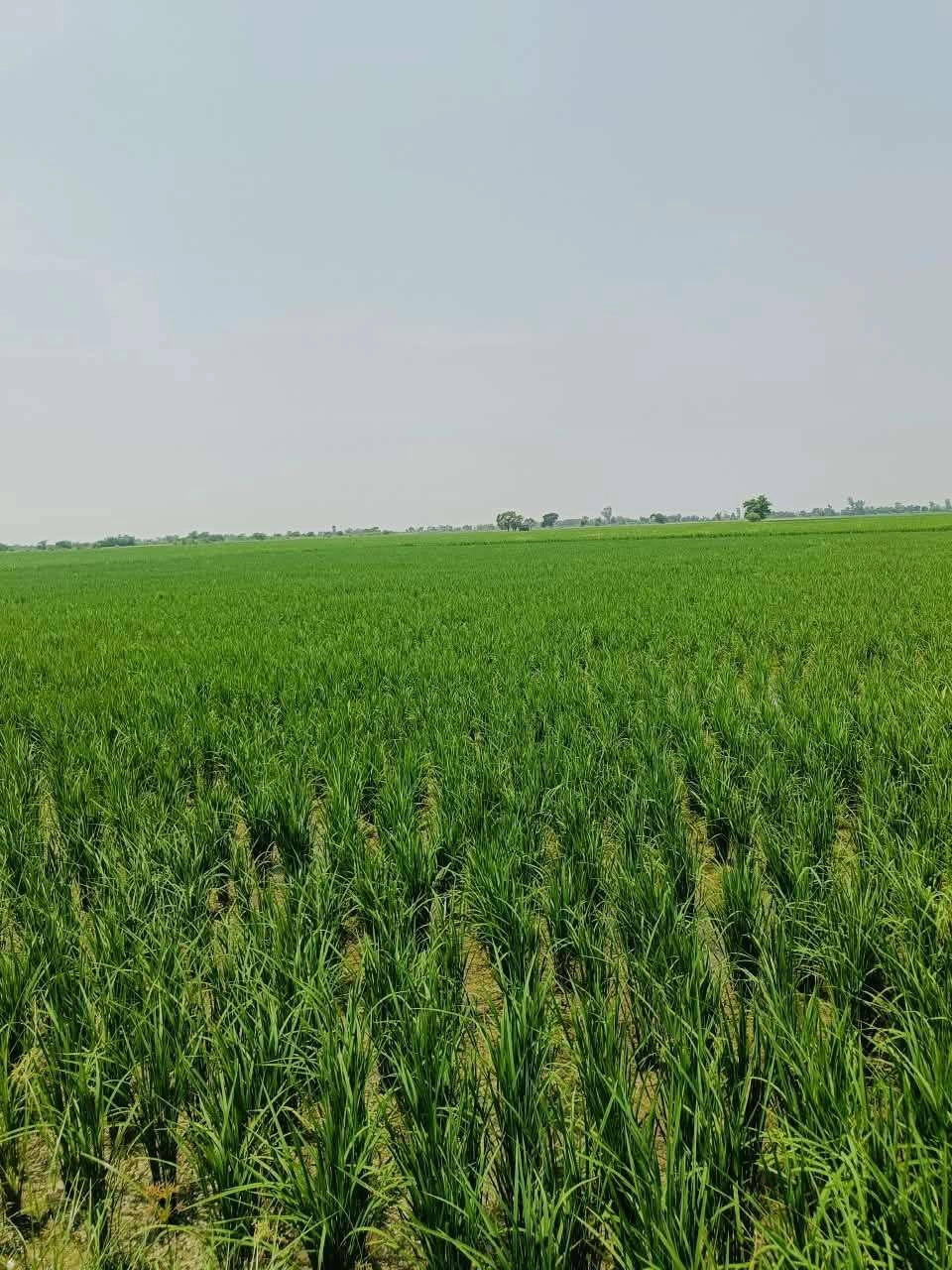 Nawali, Mathura, Uttar Pradesh, India