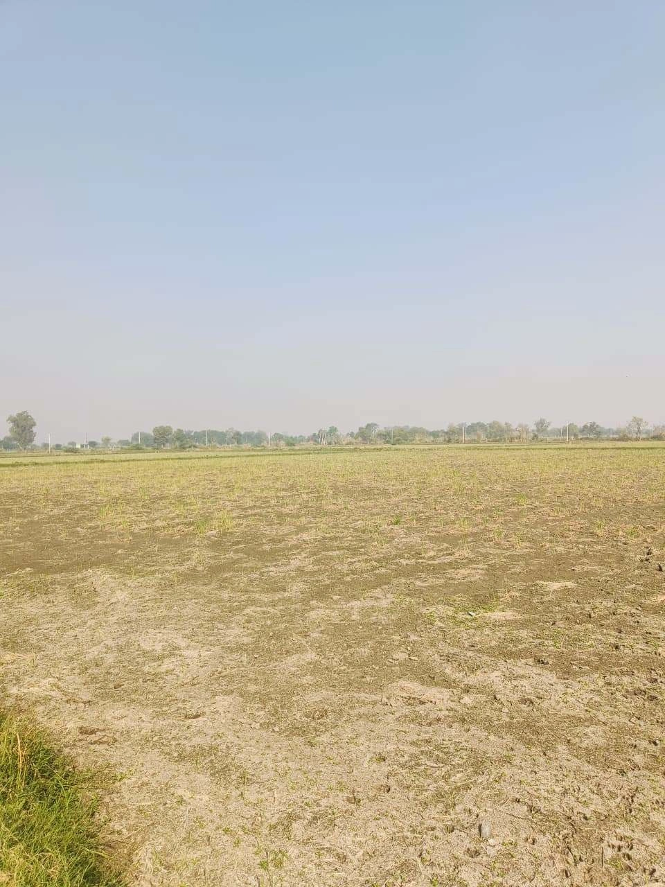 Barhana, Mathura, Uttar Pradesh, India
