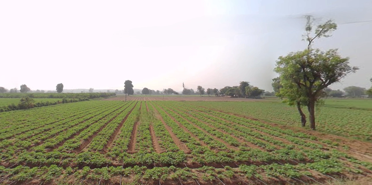 Shertha, Gujarat, India