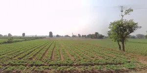 Shertha, Gujarat, India preview 2