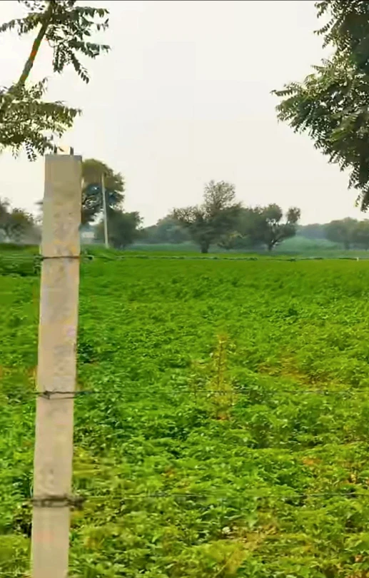 79WP+33 Lamiyan, Sikar, Rajasthan, India