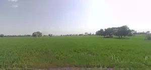 Pipaltha, Haryana 126116, India preview 3