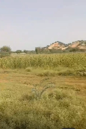13, Sri Ganganagar, Gharsana, Rajasthan 335711, India