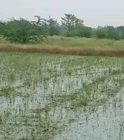 Badli, Haryana 124105, India preview 2