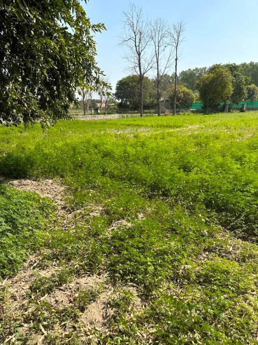 Dahrauli, Mathura, Uttar Pradesh 281405, India