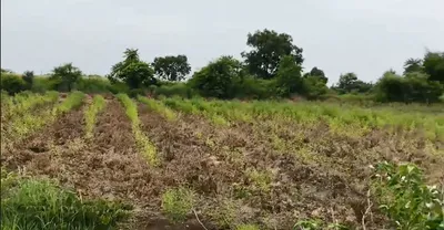 FQ2W+F97, Vikarabad, Barwad, Telangana 501106, India preview 2