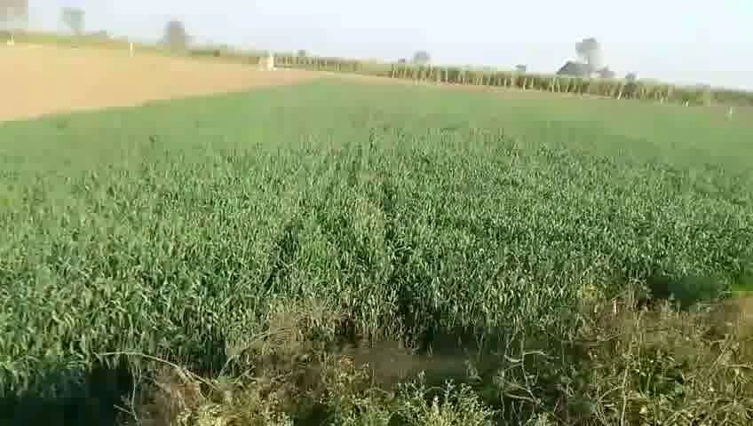 4773+7Q5, Baraut, Uttar Pradesh 250611, India