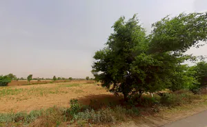 Nikhri, Haryana 123106, India preview 3