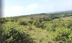 G6G7+795, Dupada, Madhya Pradesh, India preview 2