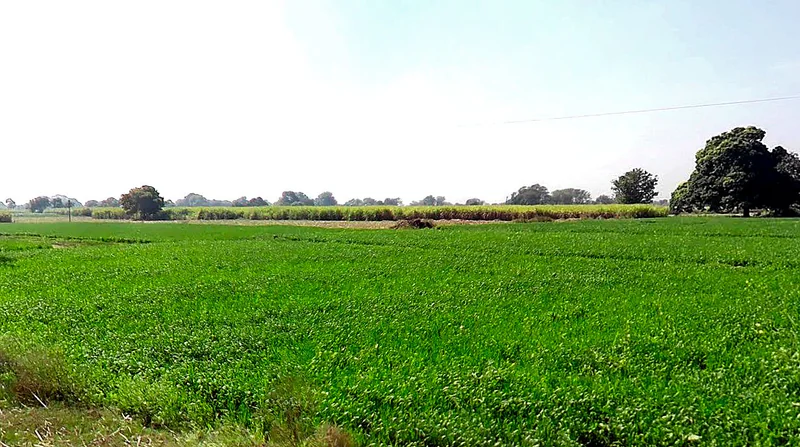 Chirula, Madhya Pradesh, India preview 2