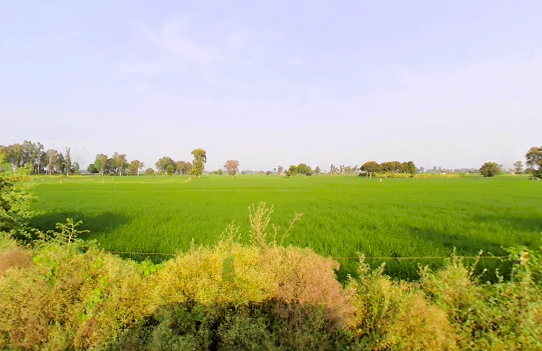 Ludana, Haryana 126113, India