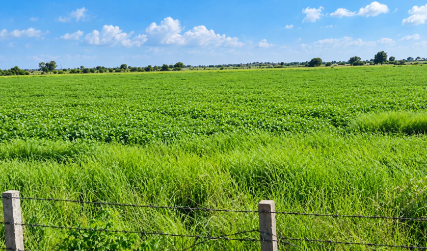 7595+JG2, Kota, Sultanpur, Rajasthan 325204, India