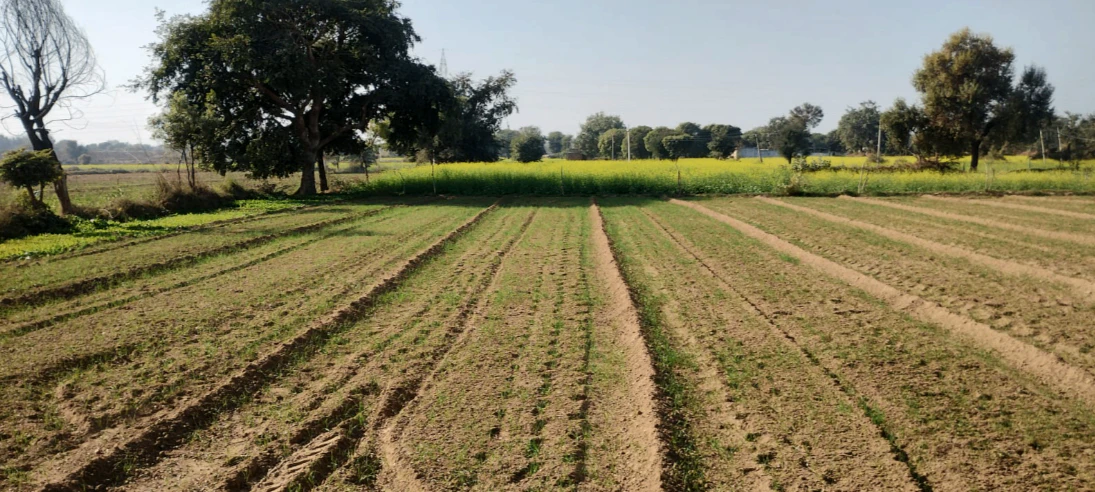 Gohana, Haryana 131301, India