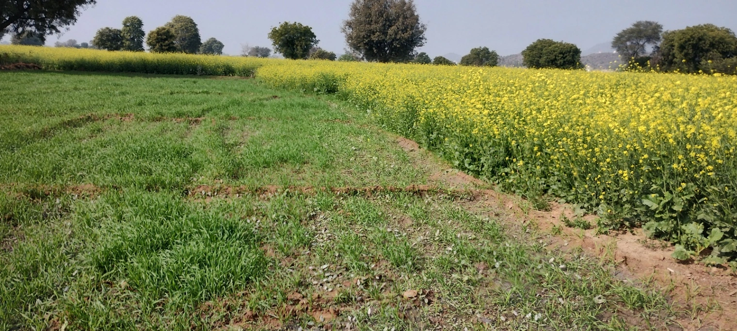 FR49+99M, Ghat, Rajasthan 301001, India