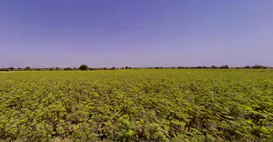 Sami, Gujarat 384245, India preview 3