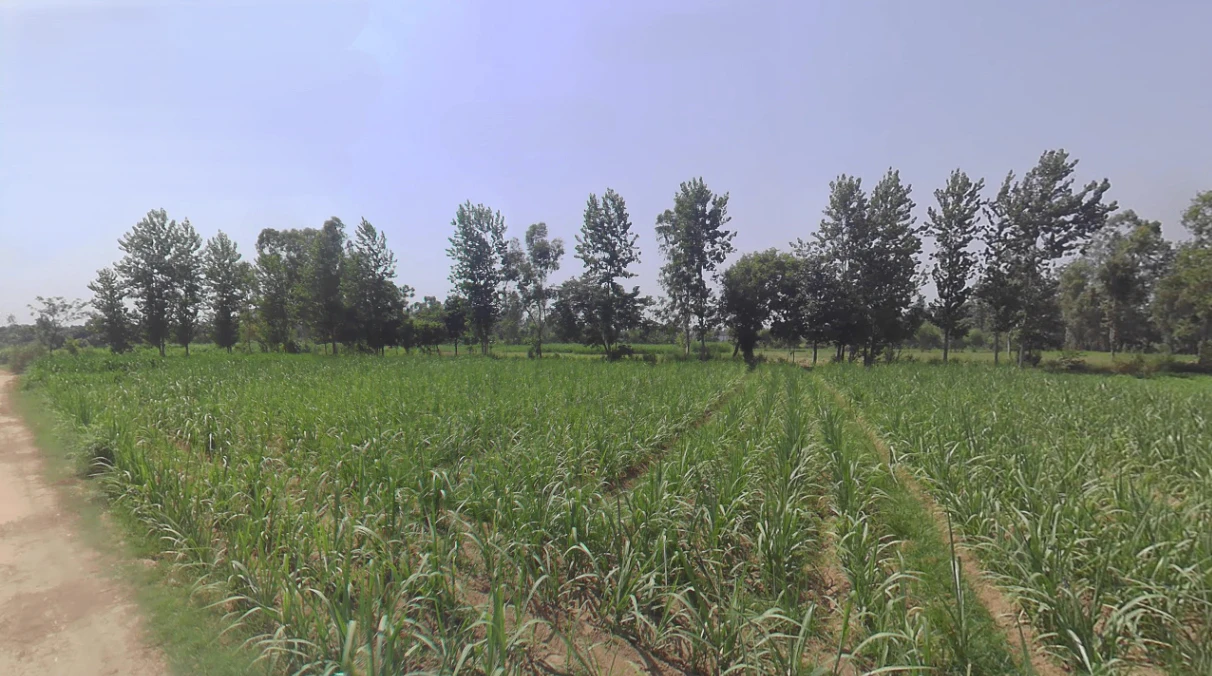 Anupshahar, Uttar Pradesh 203390, India