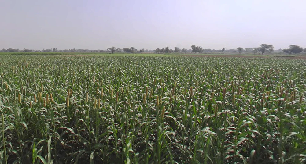 Jalesar, Uttar Pradesh 207302, India