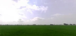 WG64+2MV, VILL, Thana, Haryana 136030, India preview 2