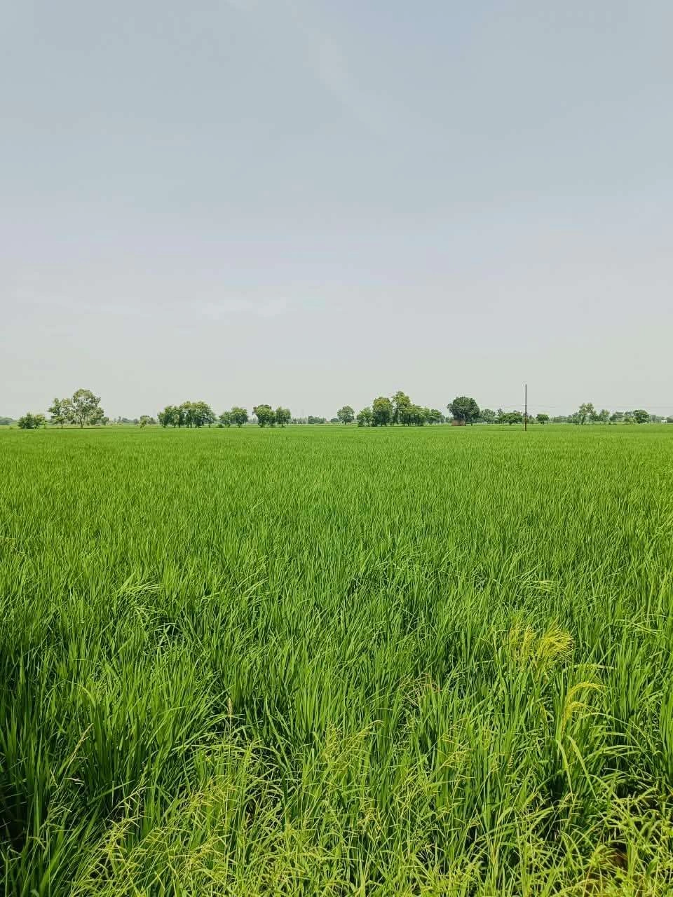 Thok Sumera, Aligarh, Uttar Pradesh 281206, India - Photo 2