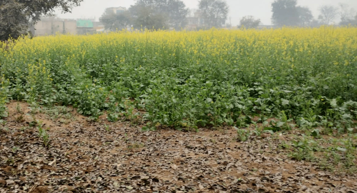 Nurpur Bedi, Punjab 140117, India