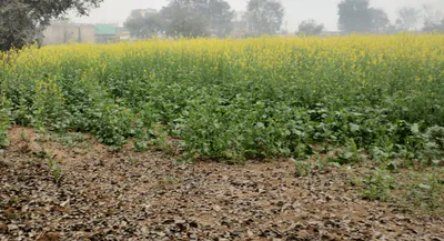 Nurpur Bedi, Punjab 140117, India preview 3