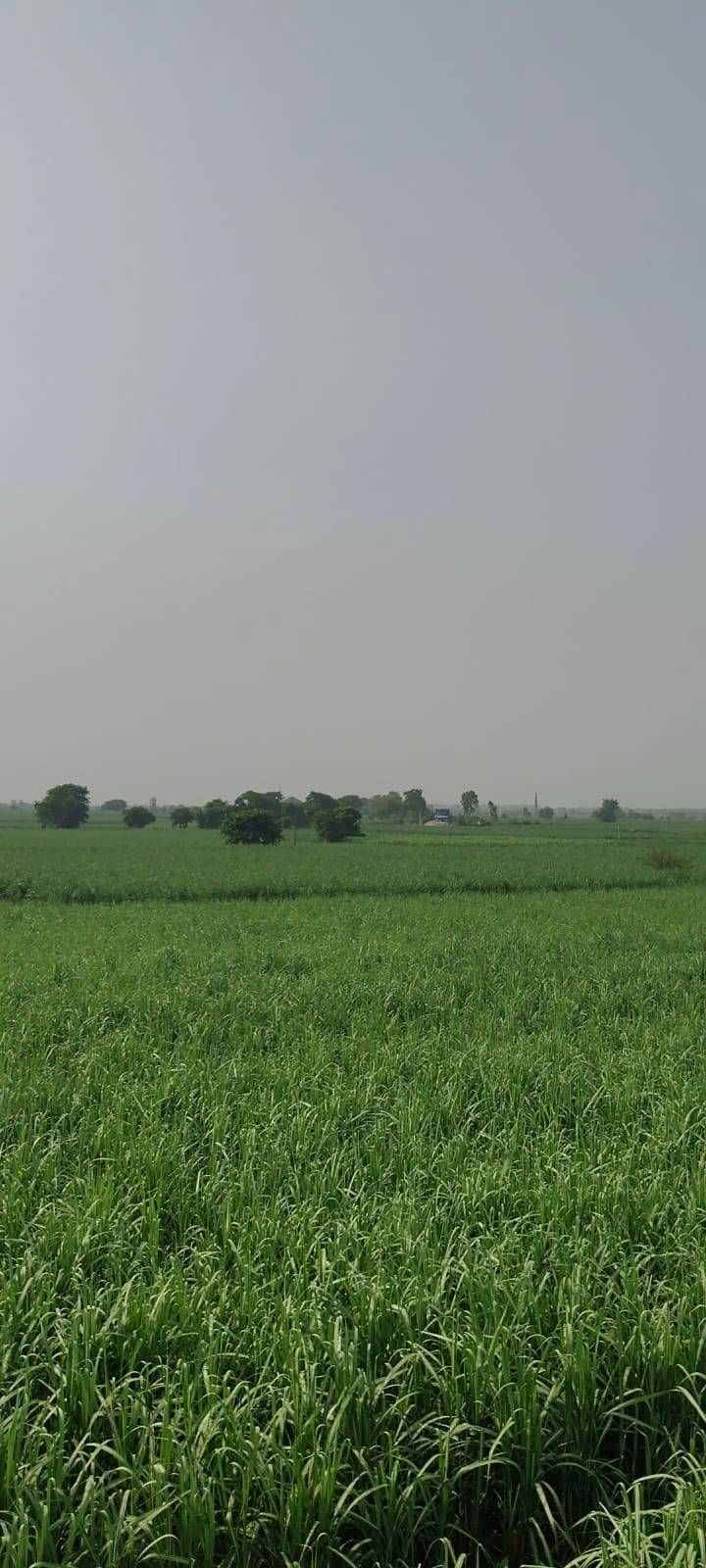 3C3R+3Q Jainuddinpur Chirchiya, Uttar Pradesh, India
