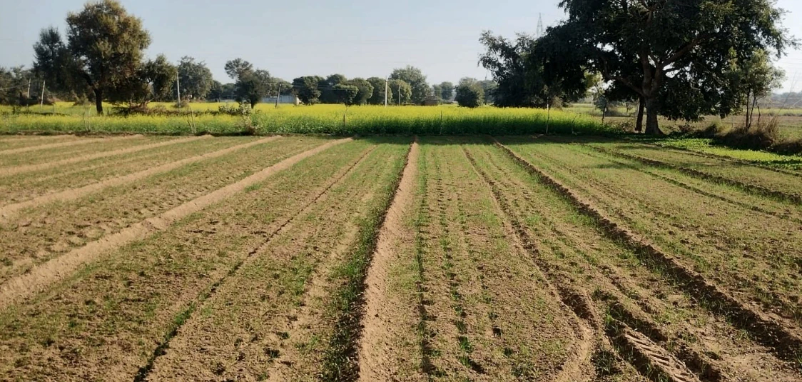 Chandla, Madhya Pradesh 471525, India