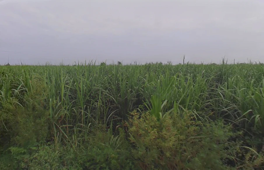 Ramraj, Uttar Pradesh, India