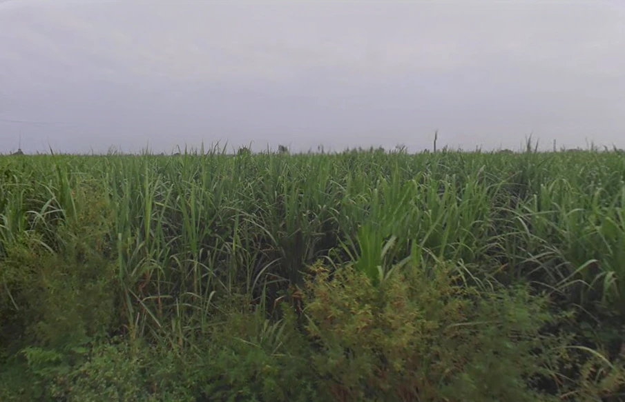 Ramraj, Uttar Pradesh, India