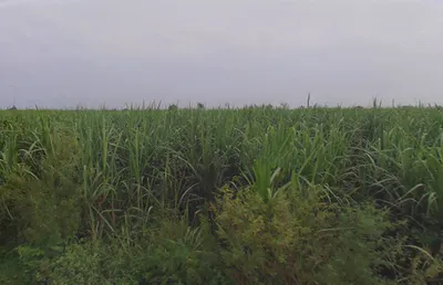 Ramraj, Uttar Pradesh, India preview 3