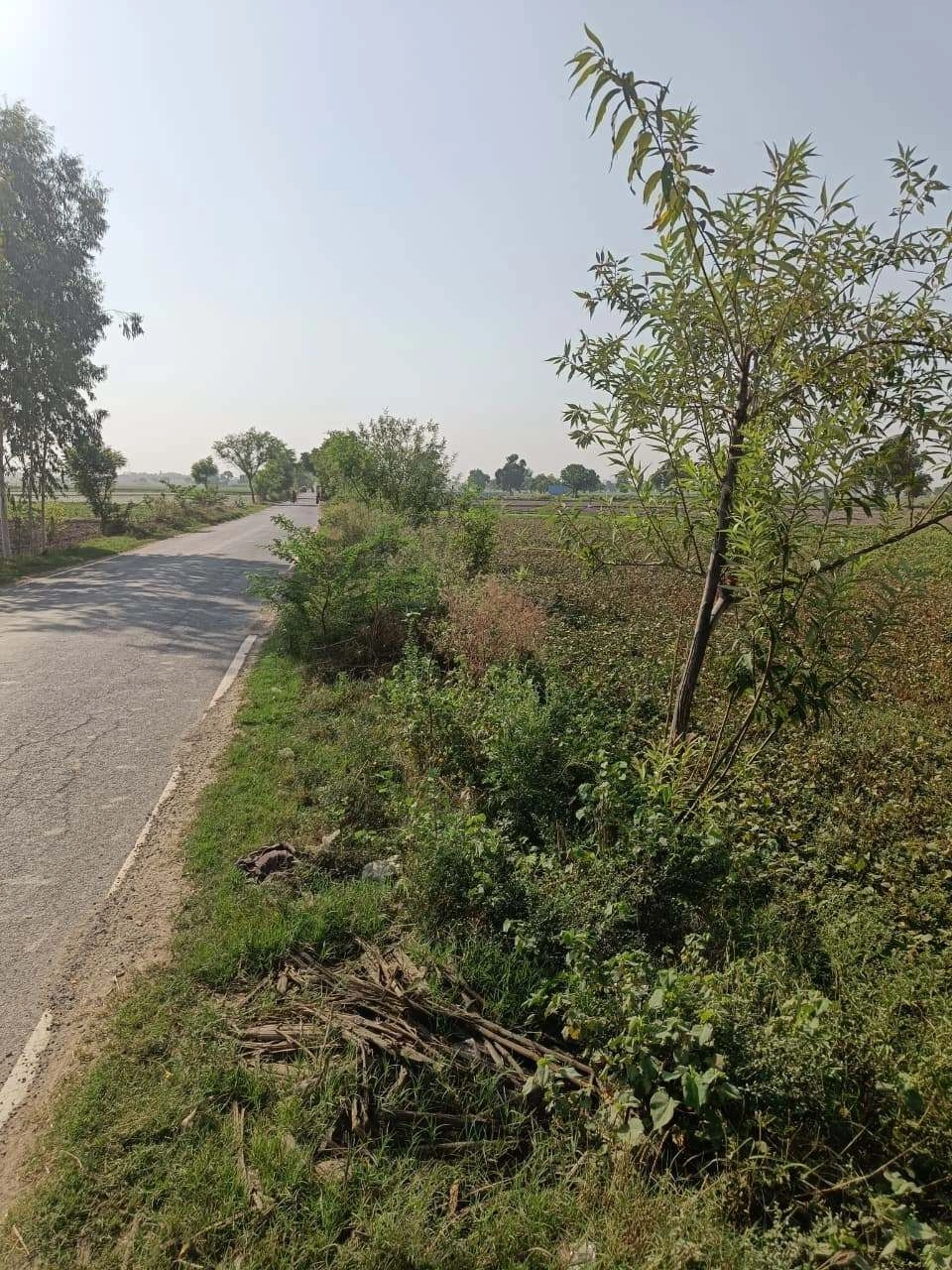 Gauhari, Uttar Pradesh 281401, India