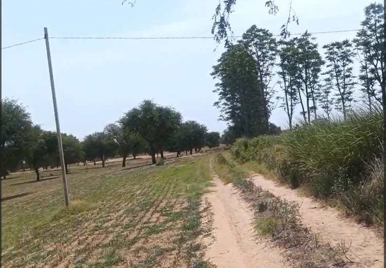 Gharsana, Sri Ganganagar, Rajasthan 335711, India