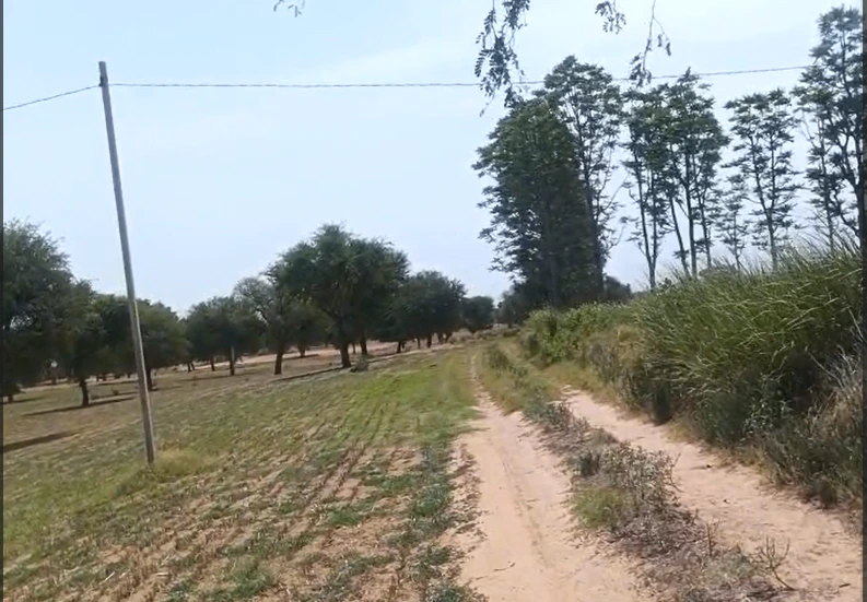 Gharsana, Sri Ganganagar, Rajasthan 335711, India - Photo 3