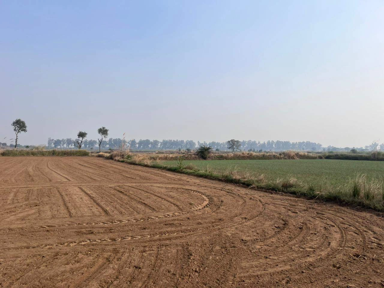 Kanoli, Haryana, India