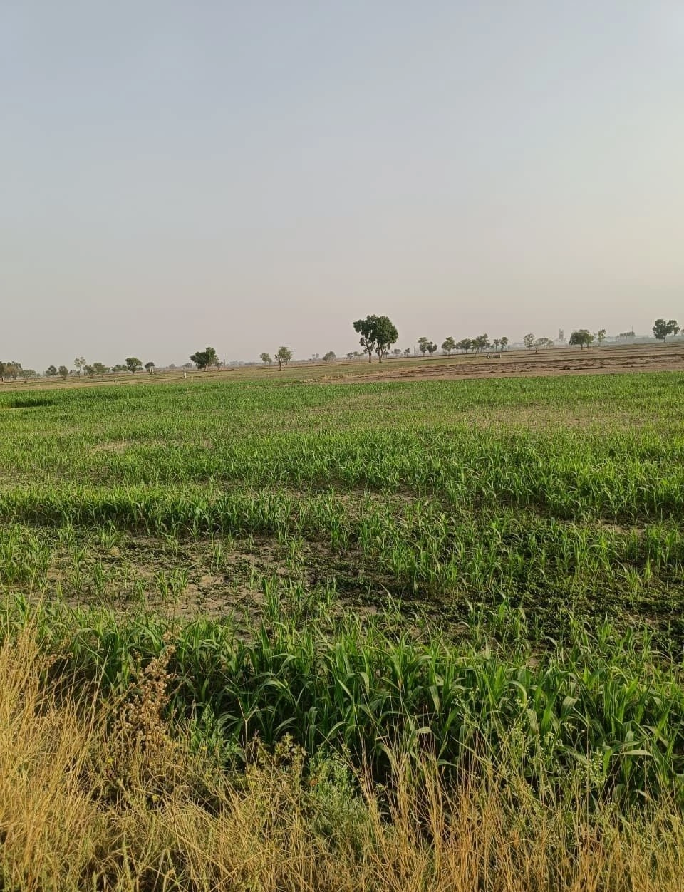 Niwali, Rajasthan 301026, India