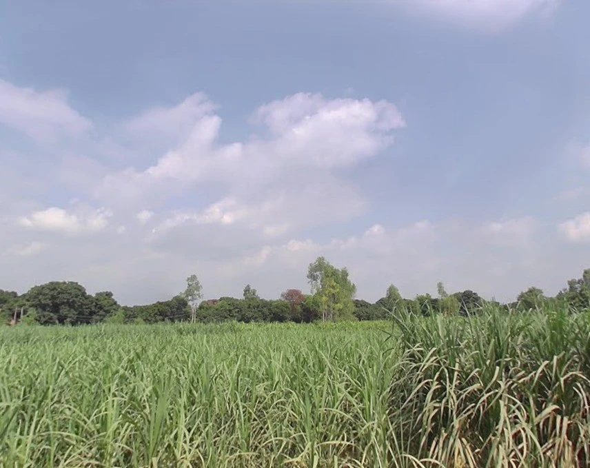 Budhana, Uttar Pradesh 251309, India