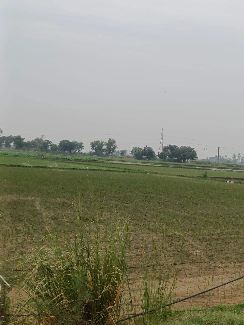 Adampur, Uttar Pradesh, India