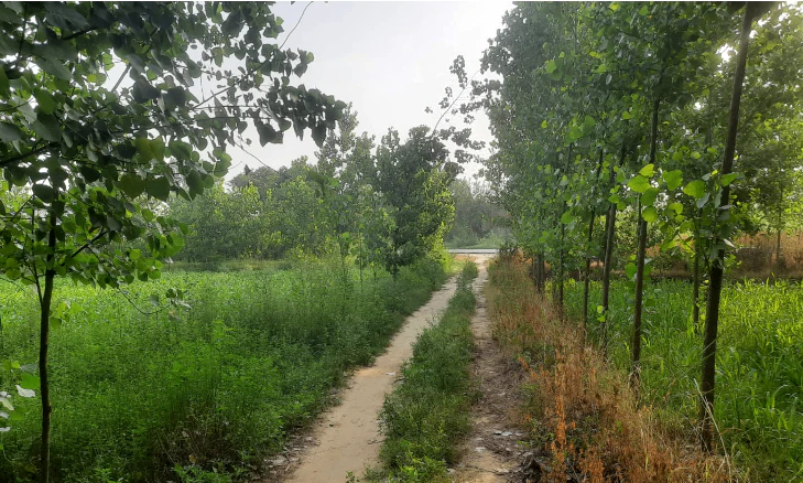 R6RX+93 Salar-Pura, Saharanpur, Uttar Pradesh, India