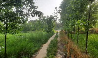 R6RX+93 Salar-Pura, Saharanpur, Uttar Pradesh, India preview 3