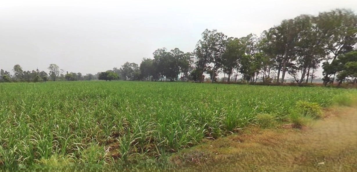 Sikandrabad, Uttar Pradesh 203205, India