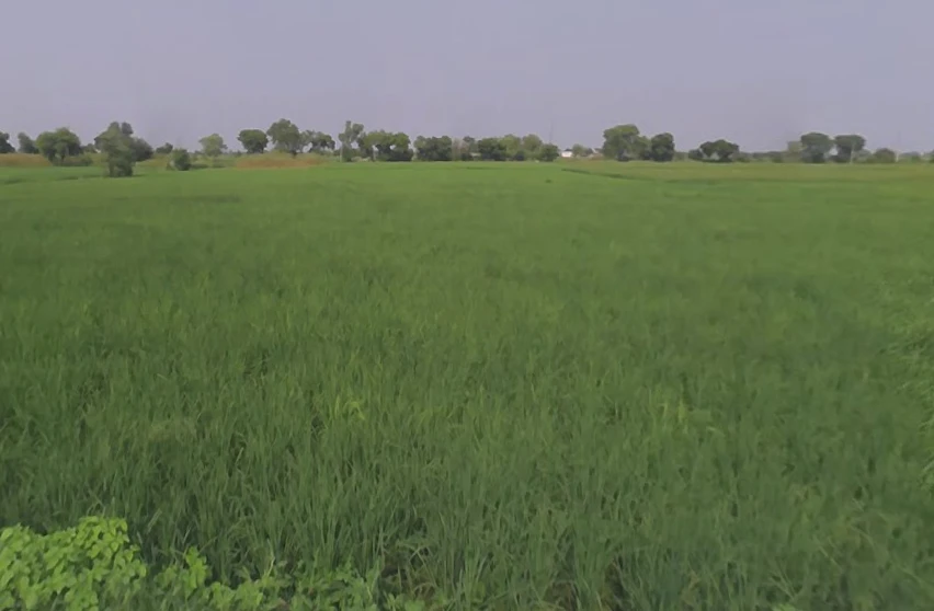 Behat, Uttar Pradesh 247121, India