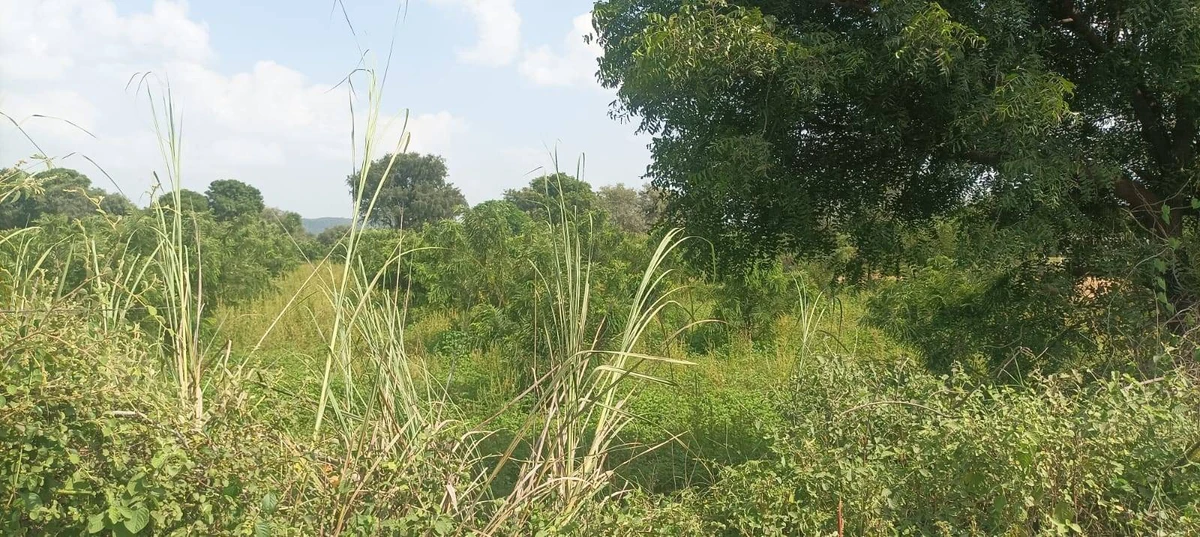 Awanidiya Sultaniya Phagi Rd, Phagi, Rajasthan 303005, India