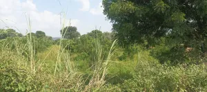 Awanidiya Sultaniya Phagi Rd, Phagi, Rajasthan 303005, India preview 3