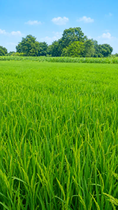 Seohara, Bijnor, Uttar Pradesh 246746, India preview 2