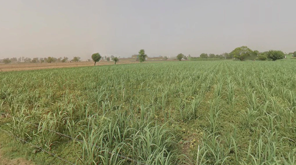 Gohana, Haryana 131301, India