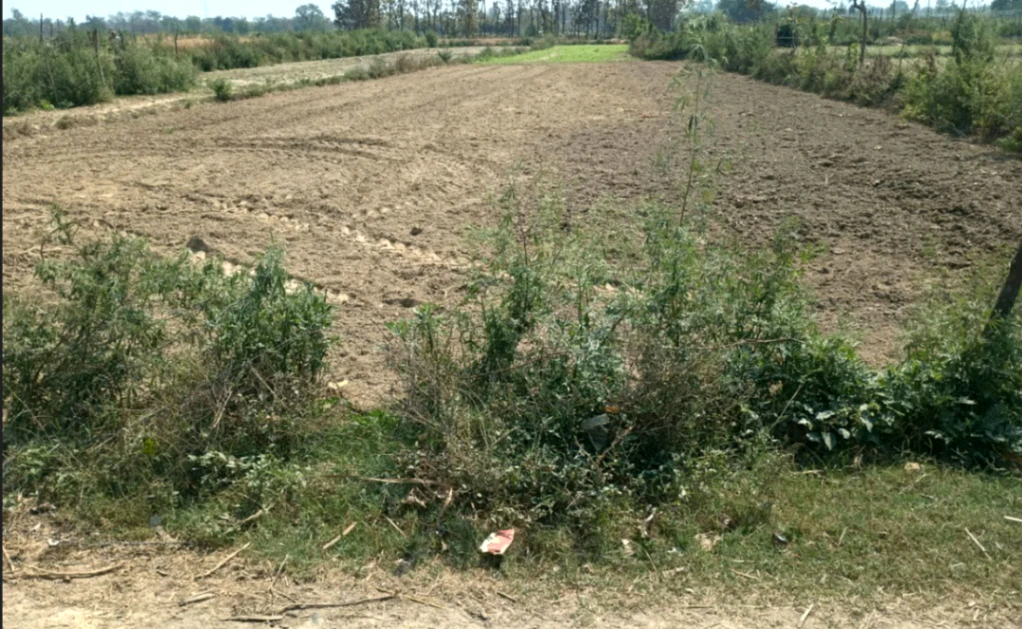 Q623+CH, Mirzapur Mafi, Uttar Pradesh 224135, India