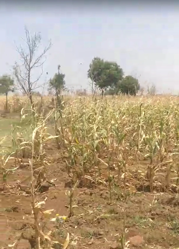 24G6+J26, Khargone, Sagadiyaw, Madhya Pradesh, India