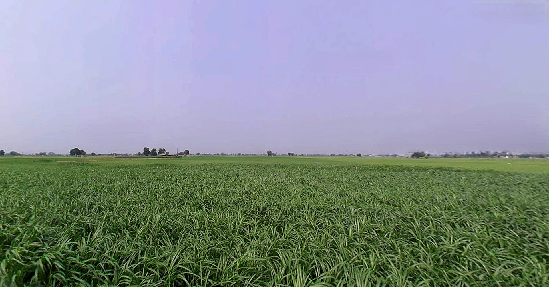 Bhadson Rd, Ranjit Nagar, Patiala, Punjab, India