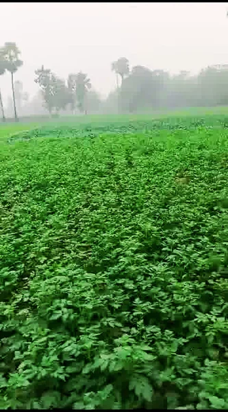 Bhathahi, Bihar, India preview 3