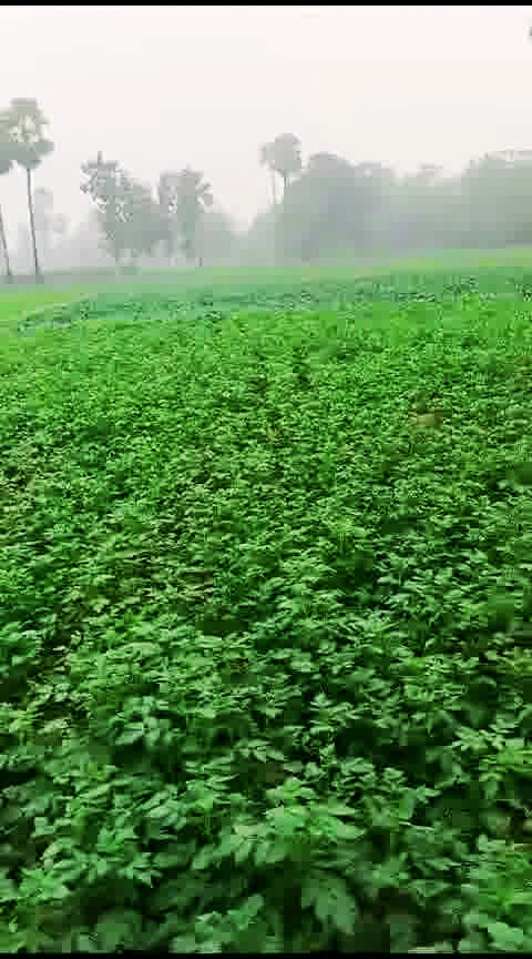 Bhathahi, Bihar, India